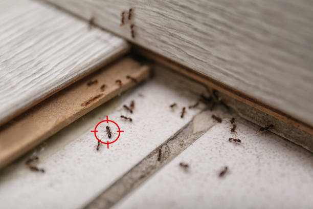 Pest Prevention Services in Cleveland, TX